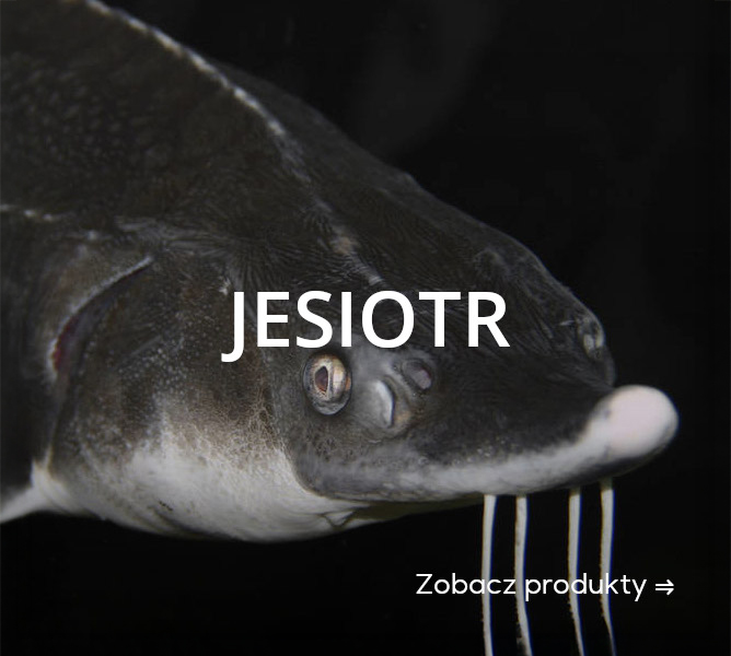 JESIOTR